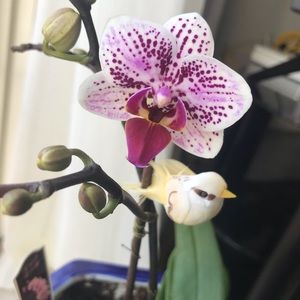 Meet your Posher, Liz